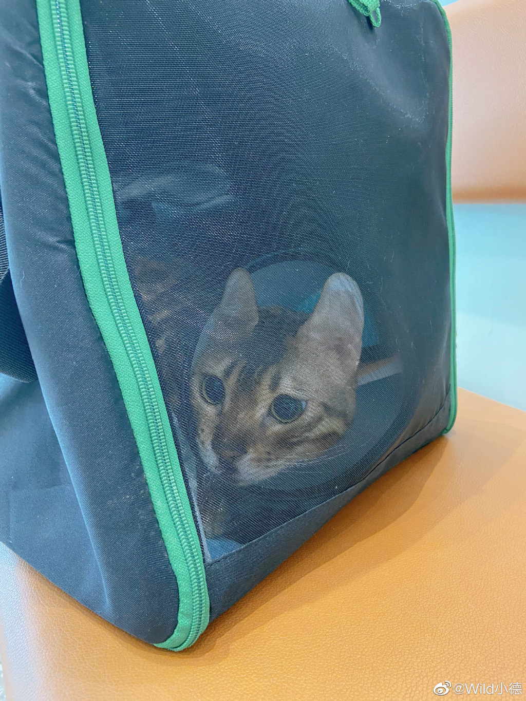 猫包里的小猫咪看着委屈巴巴～