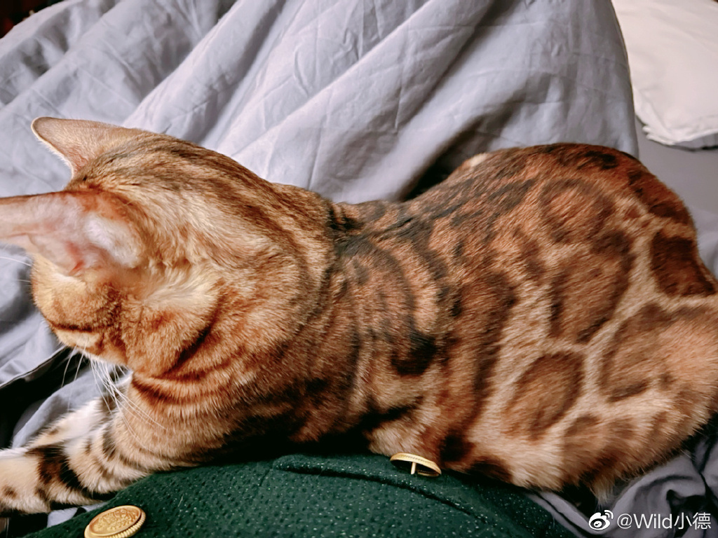 14斤的小猫咪趴在肚皮，就像生活一样压得你喘不过气。
