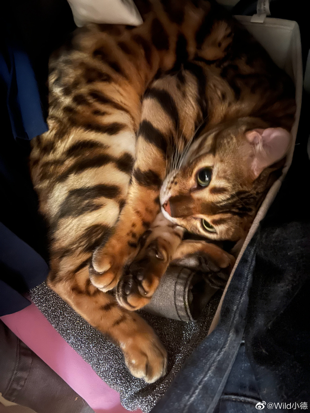 抓到一只偷偷躲在衣柜里睡觉的小猫咪！ ​​​​